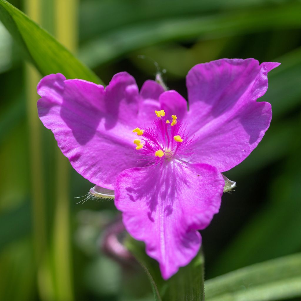 Tradescantia virginiana Brevicaulis - Tradescanzia