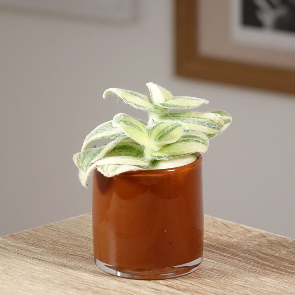 Tradescantia Brightness - Pianta miseria