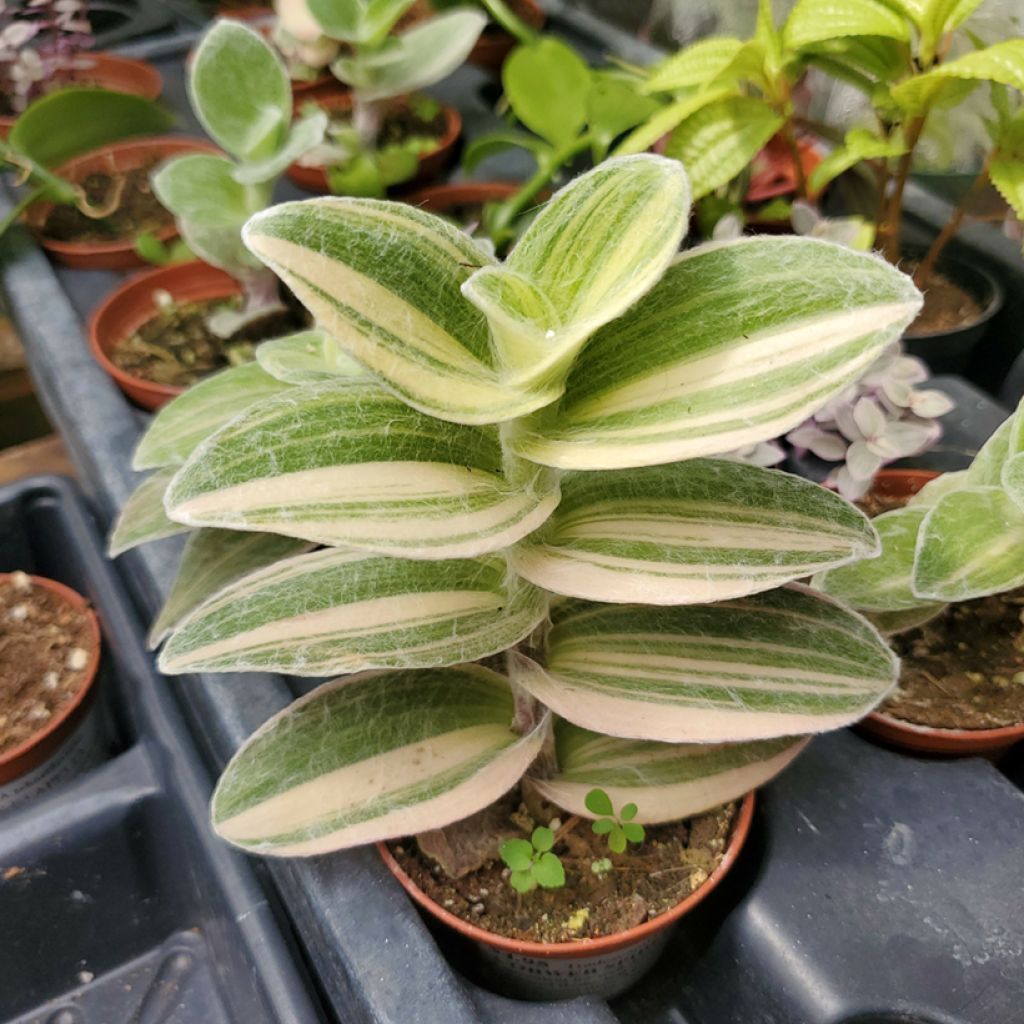 Tradescantia Brightness - Pianta miseria