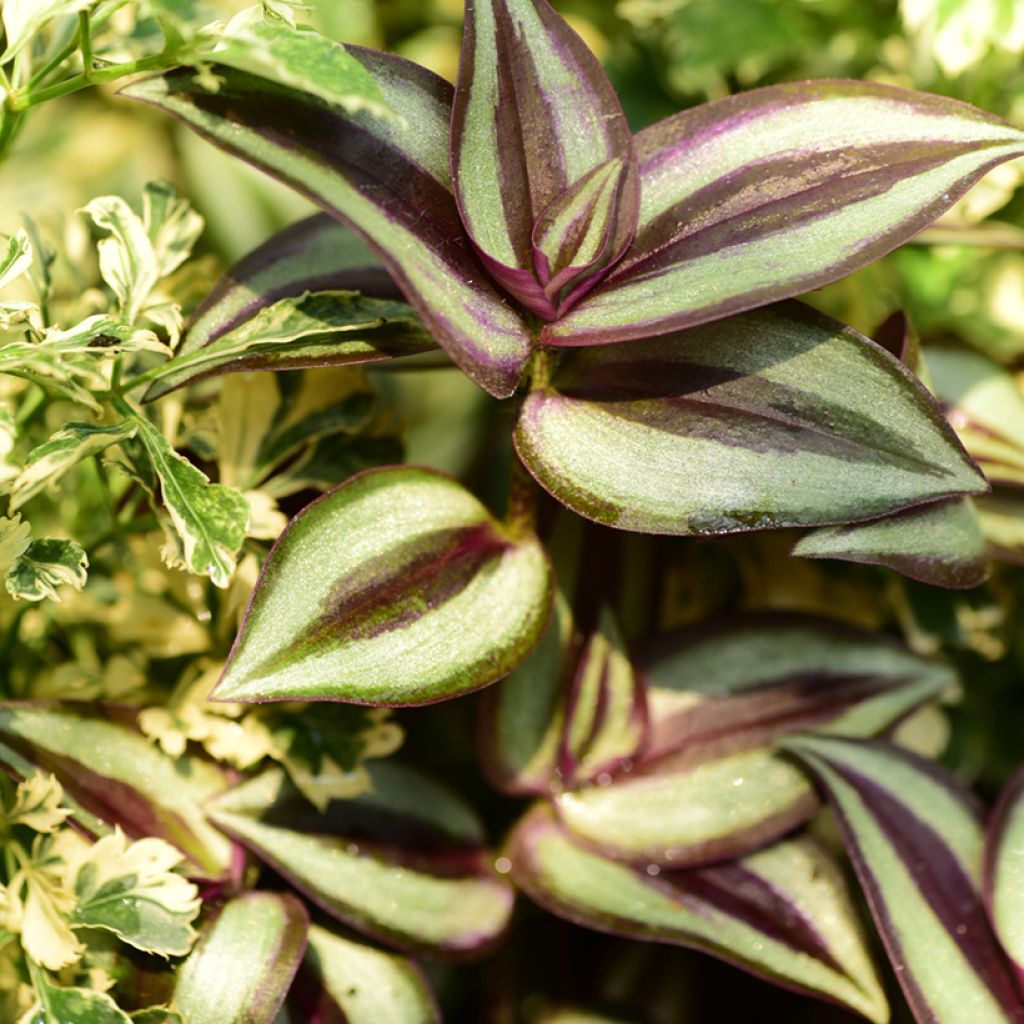Tradescantia zebrina Pink Joy - Pianta miseria