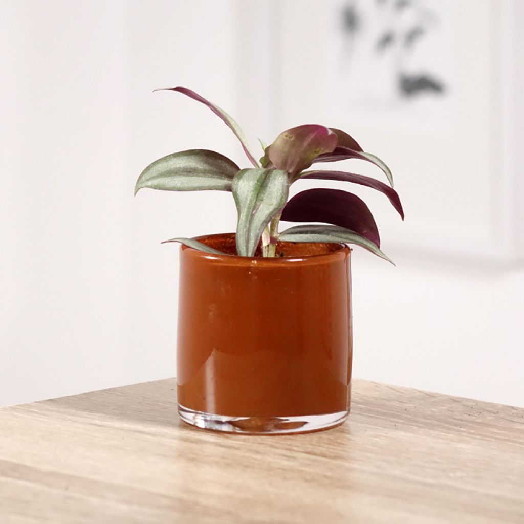 Tradescantia zebrina Pink Joy - Pianta miseria