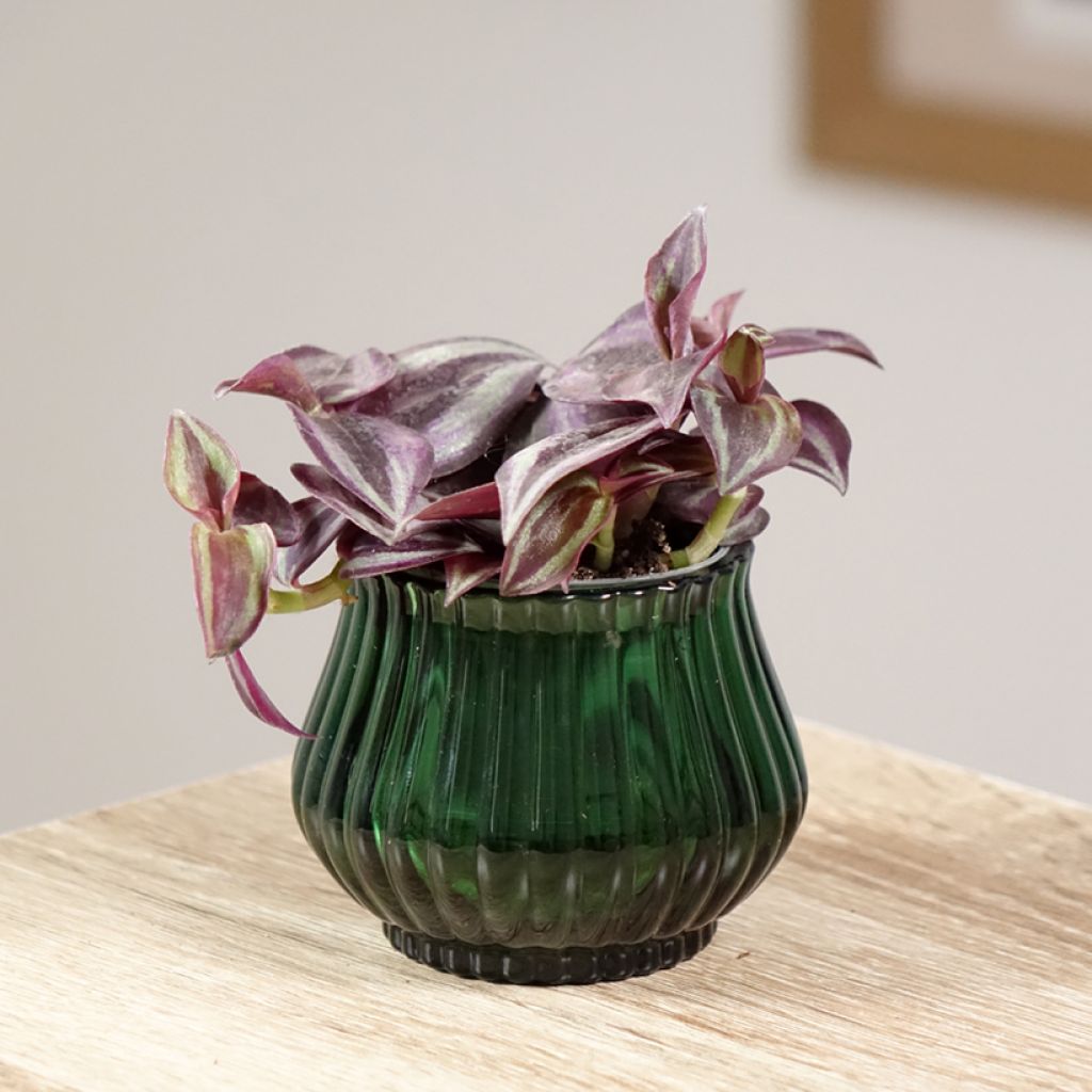 Tradescantia zebrina Purple Joy - Pianta miseria