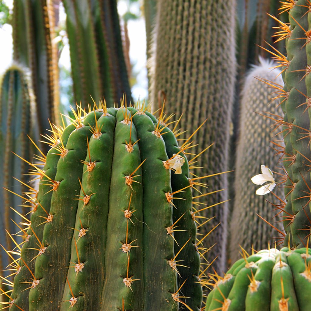 Trichocereus terscheckii