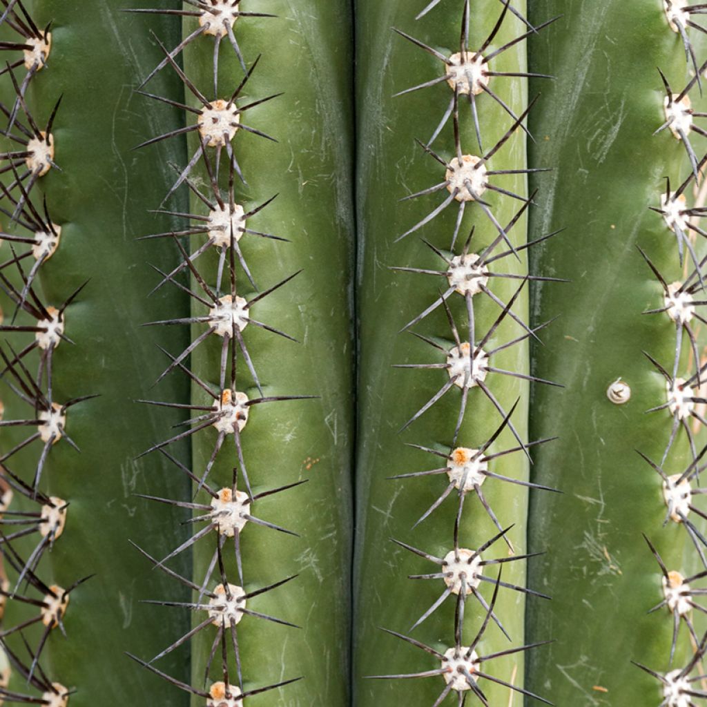 Trichocereus terscheckii