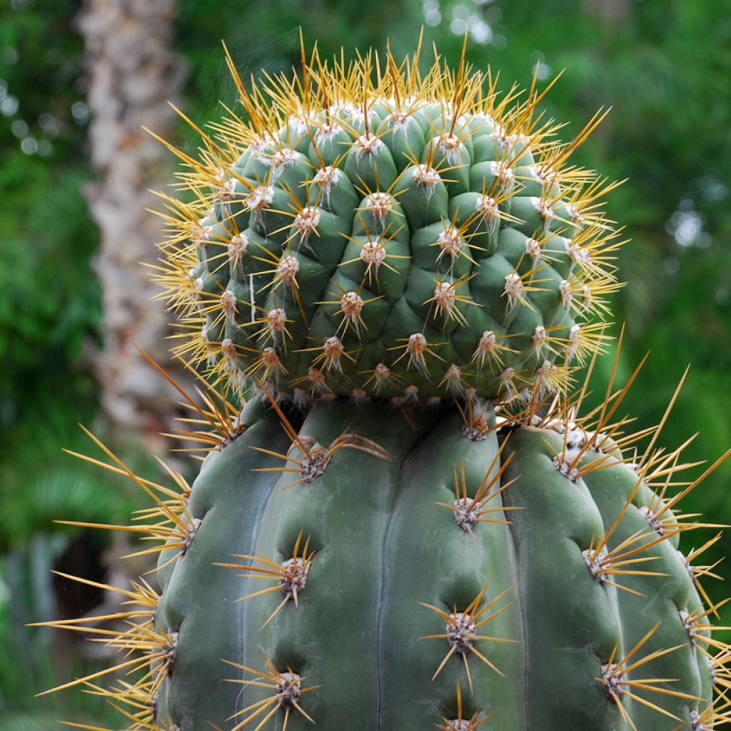 Trichocereus terscheckii