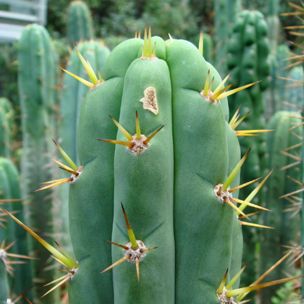 Trichocereus cuzcoensis