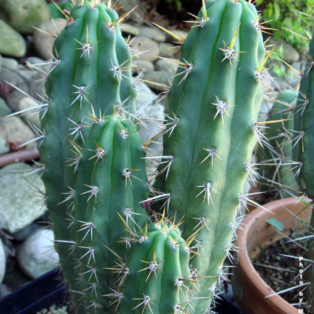 Trichocereus cuzcoensis
