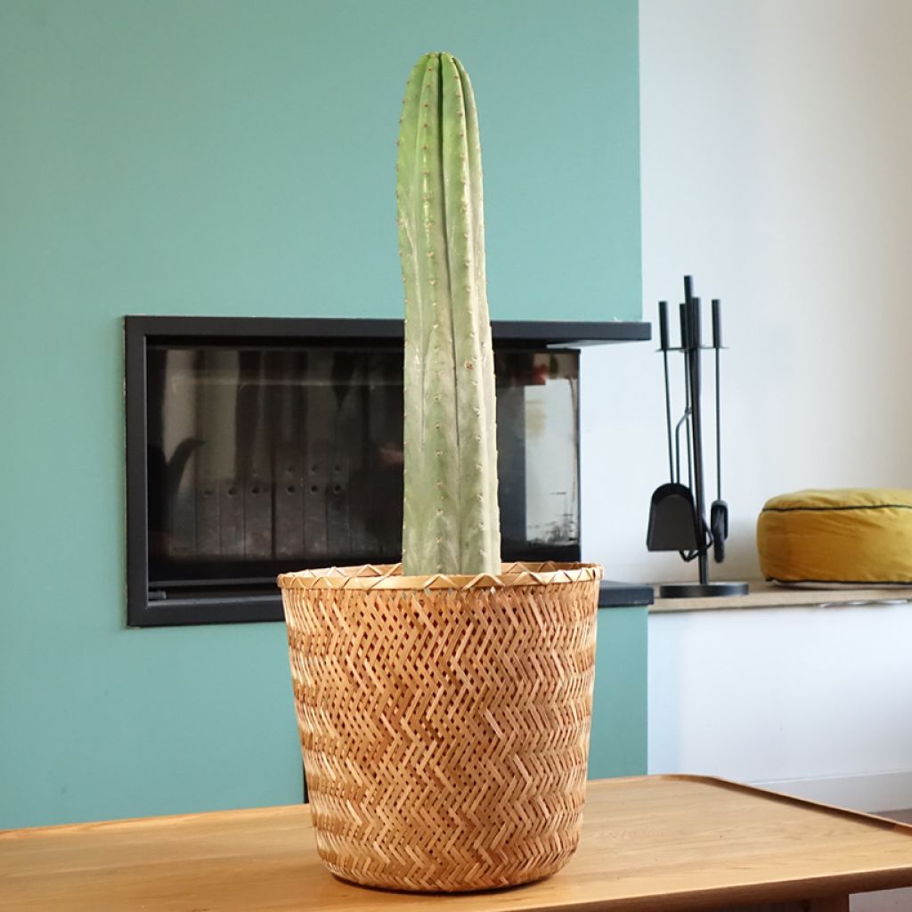 Trichocereus pachanoi - Cactus San Pedro