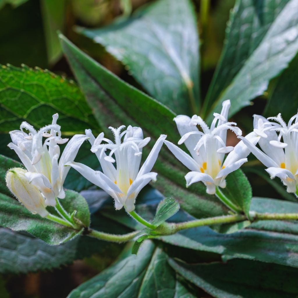 Tricyrtis hirta Alba