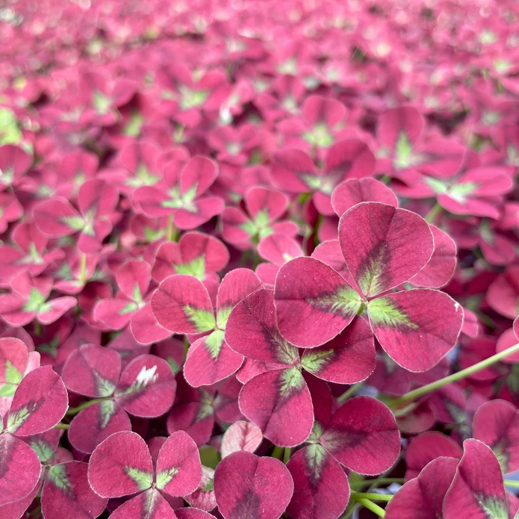 Trifolium repens Angel Clover Beauty - Trifoglio ladino