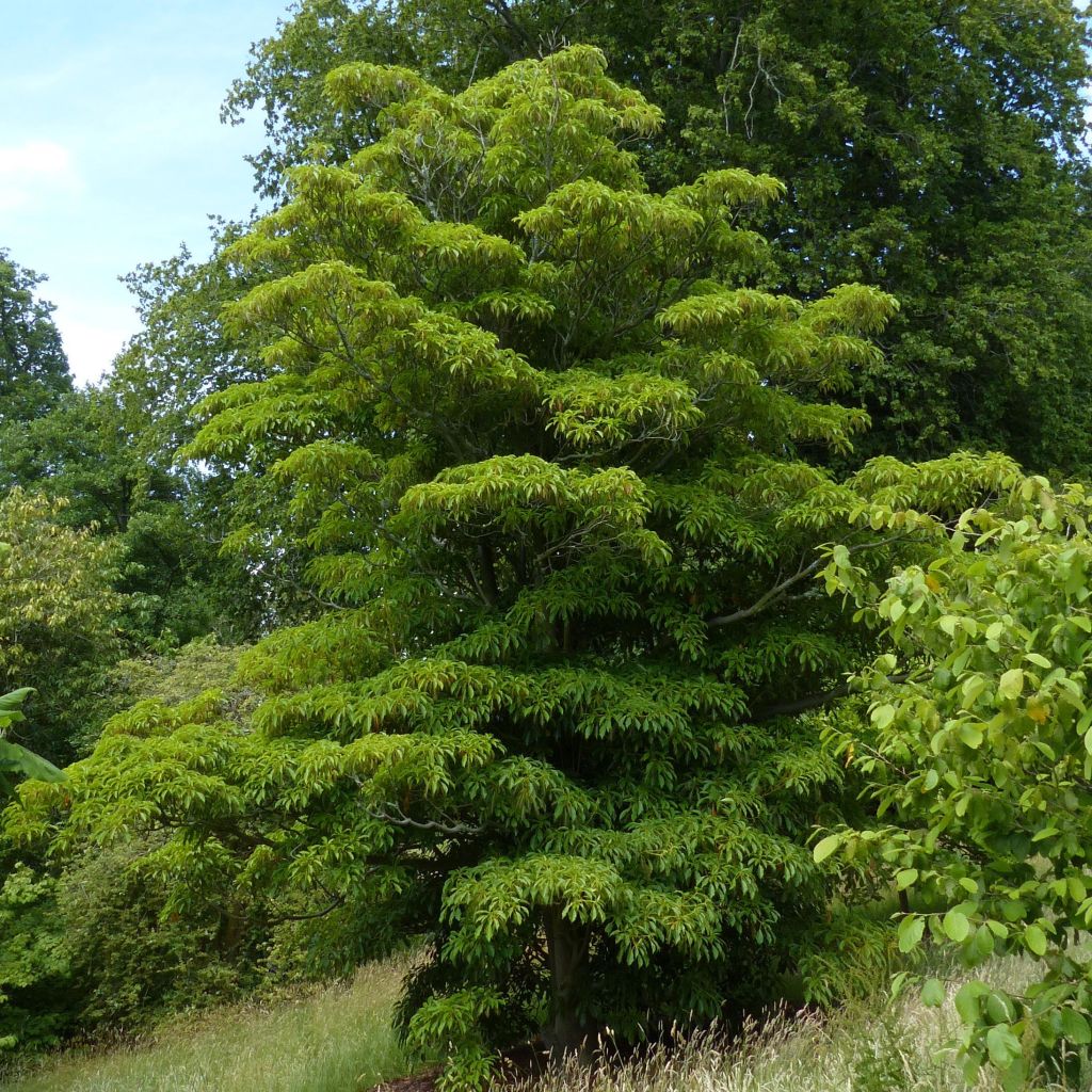 Trochodendron aralioides - Arbre aux roues