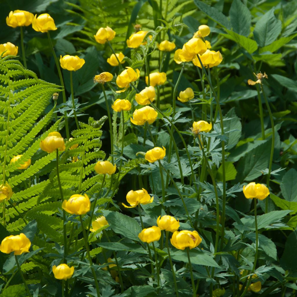 Trolle d'Europe - Trollius europaeus Lemon Supreme