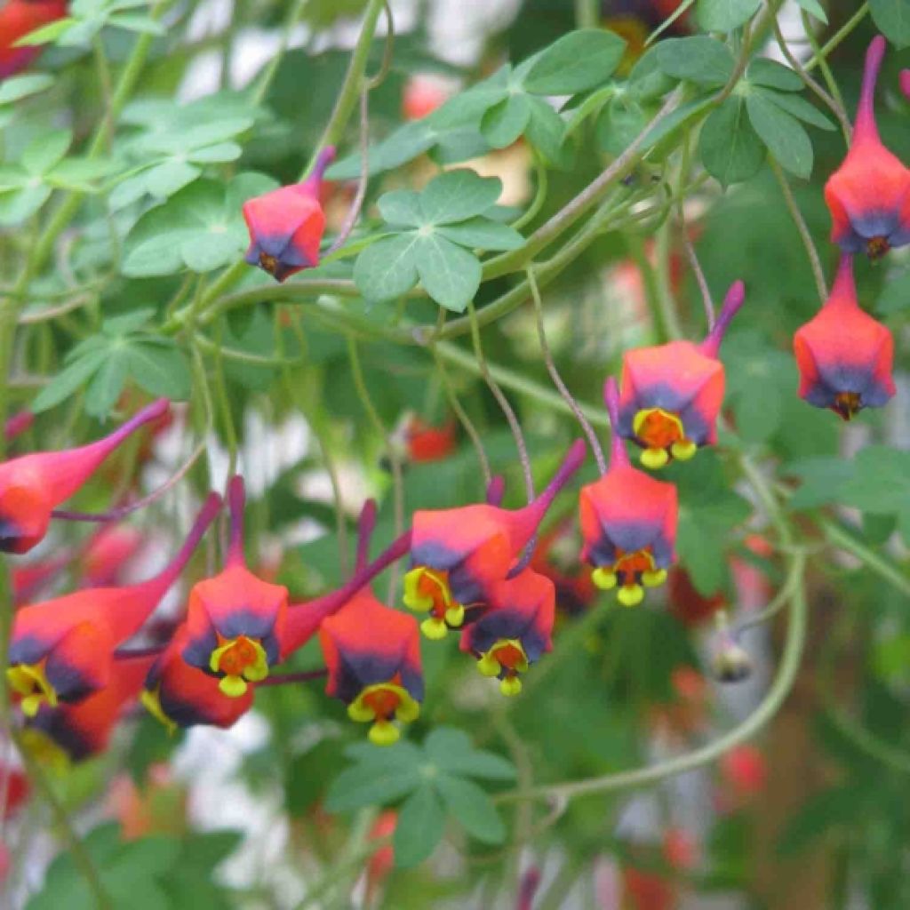 Capucine vivace - Tropaeolum tricolor