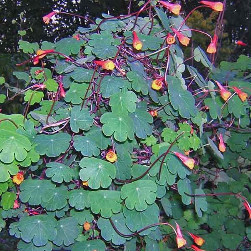 Tropaeolum tuberosum - Nasturzio