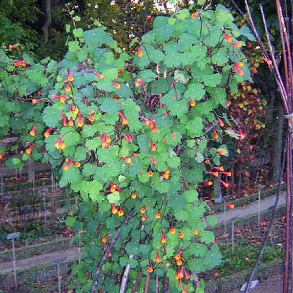 Tropaeolum tuberosum - Nasturzio