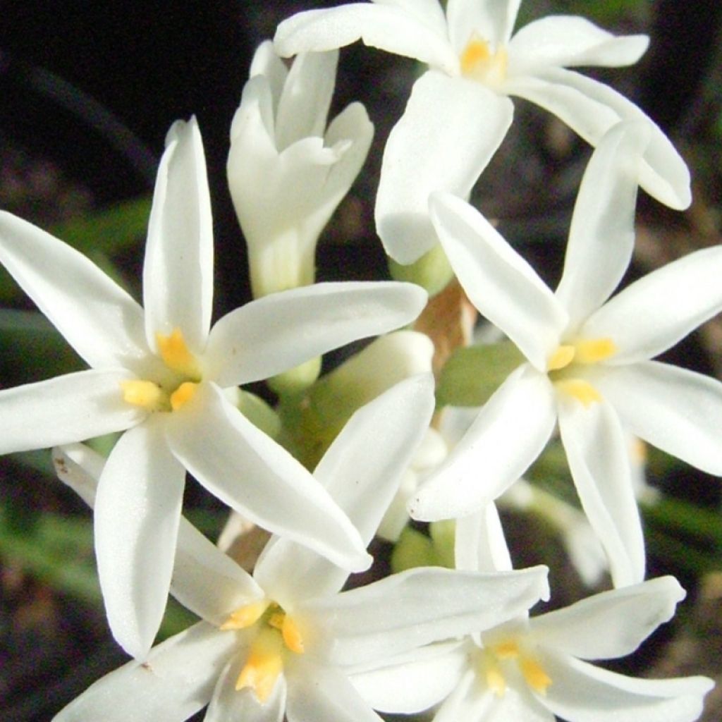 Tulbaghia violacea var. maritima Savannah Lightning