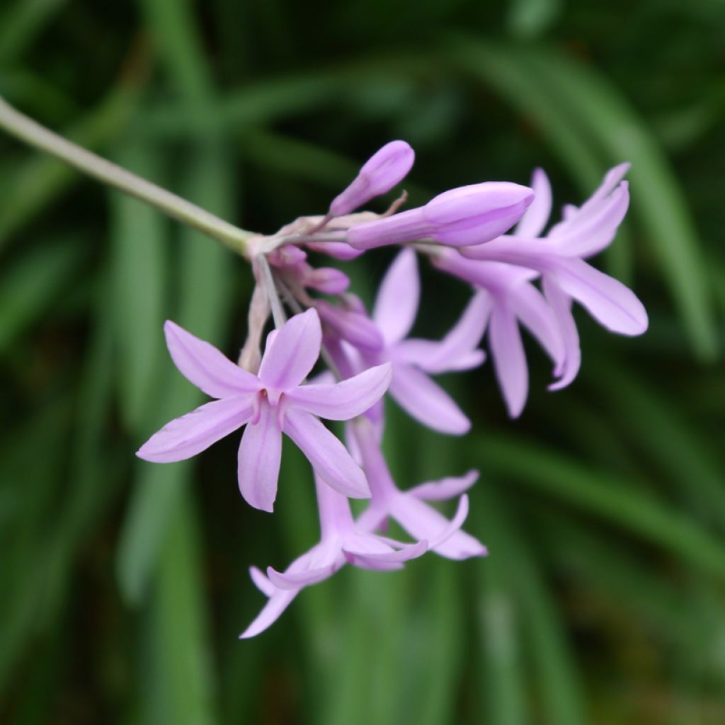 Tulbaghia Fairy Star