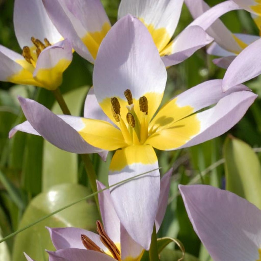 Tulipano bakeri Lilac Wonder - Tulipano botanico