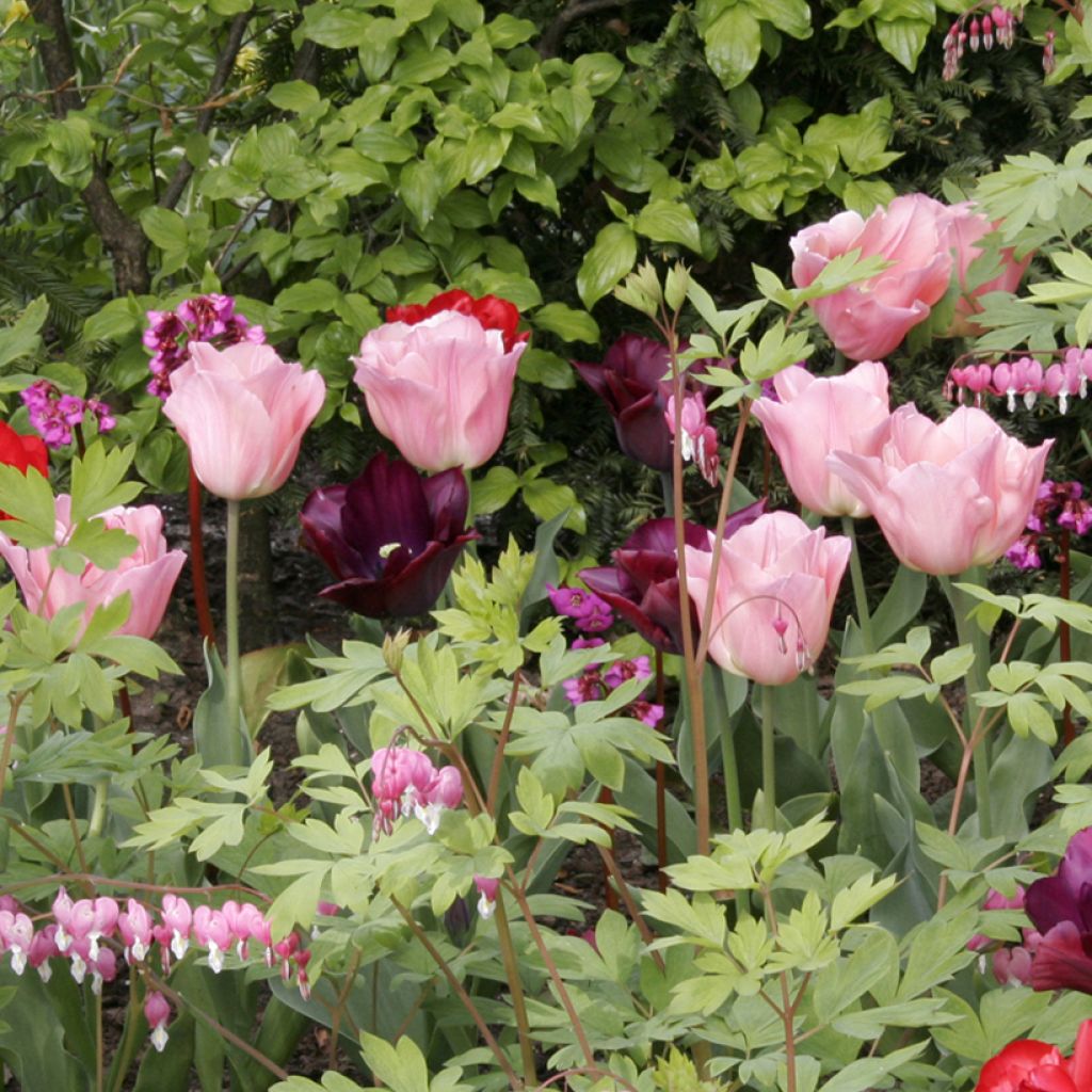 Tulipano Trionfo Beauty Queen