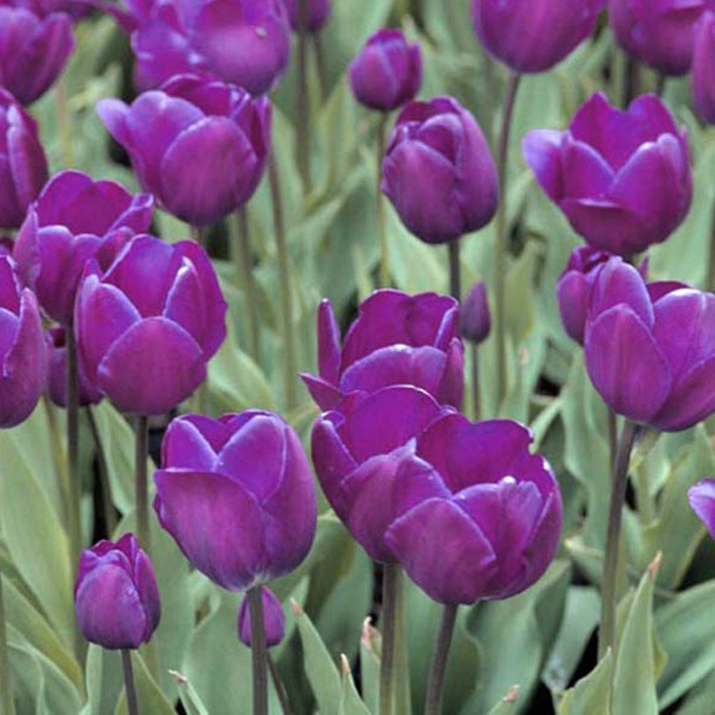 Tulipano Trionfo Negrita