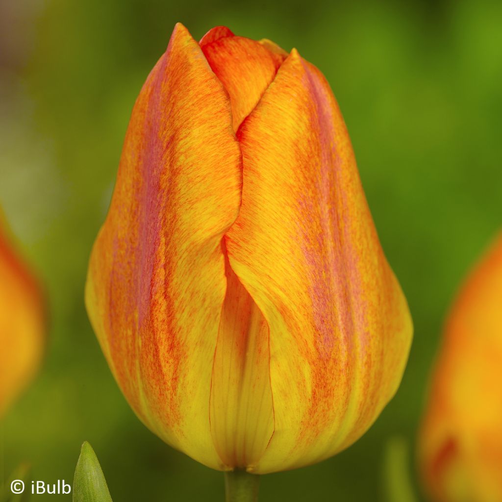 Tulipano Generaal De Wet
