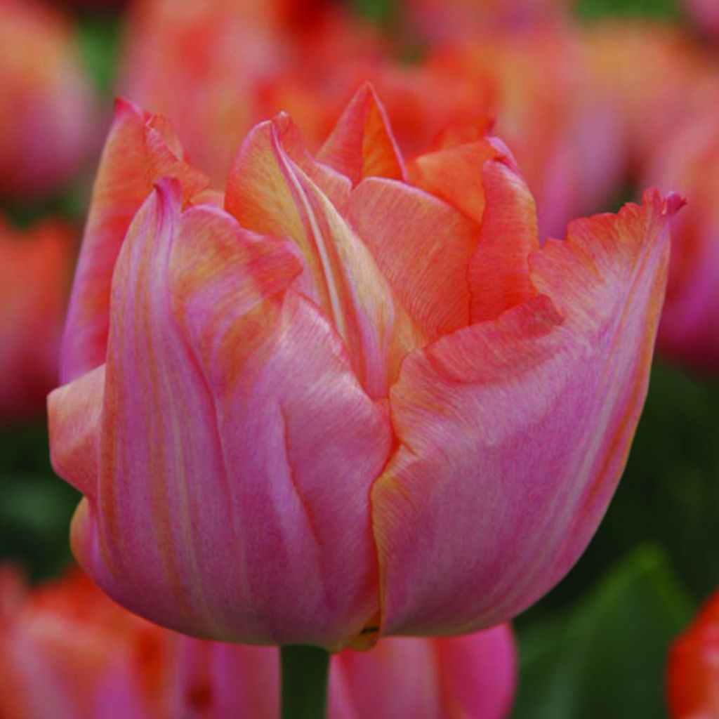 Tulipano Trionfo Jochem