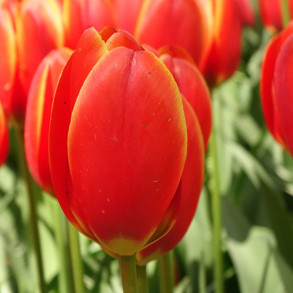 Tulipano Darwin World's Favourite