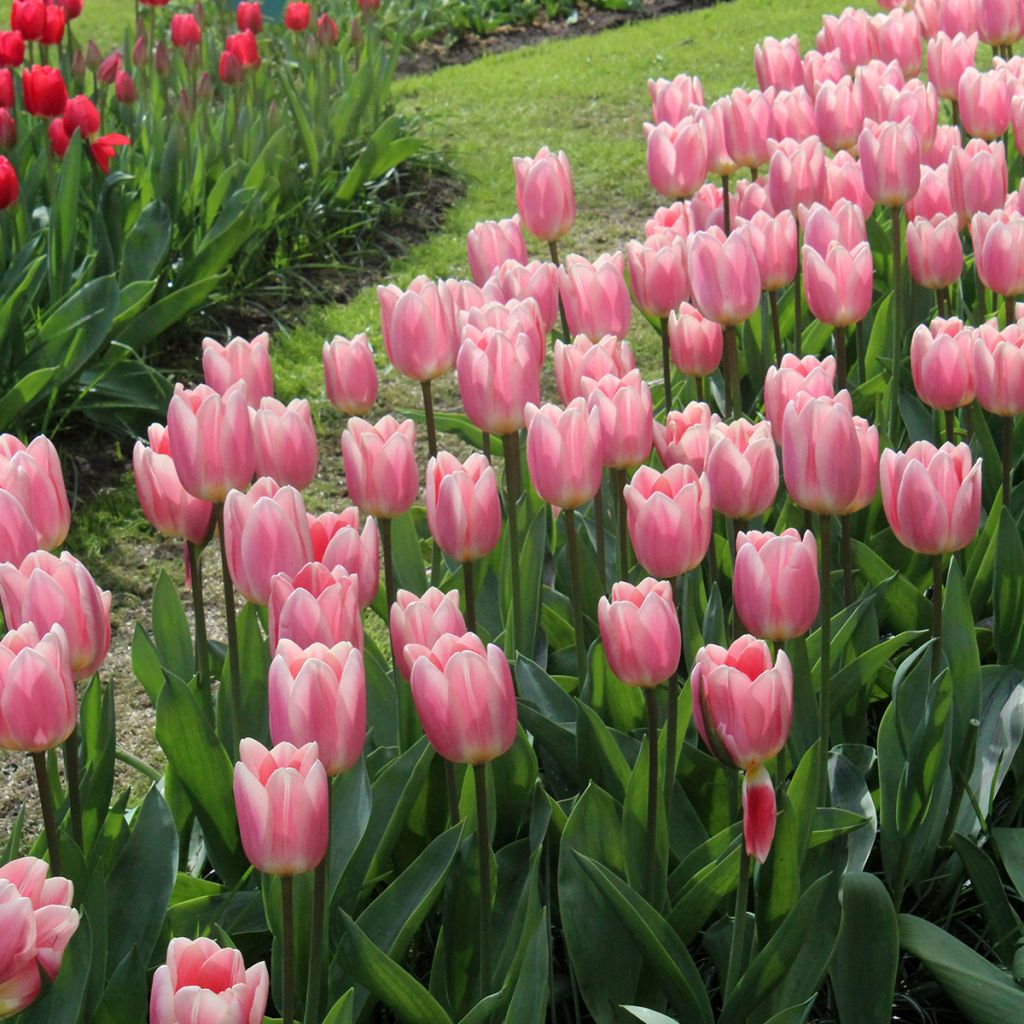 Tulipano Darwin Apricot Delight