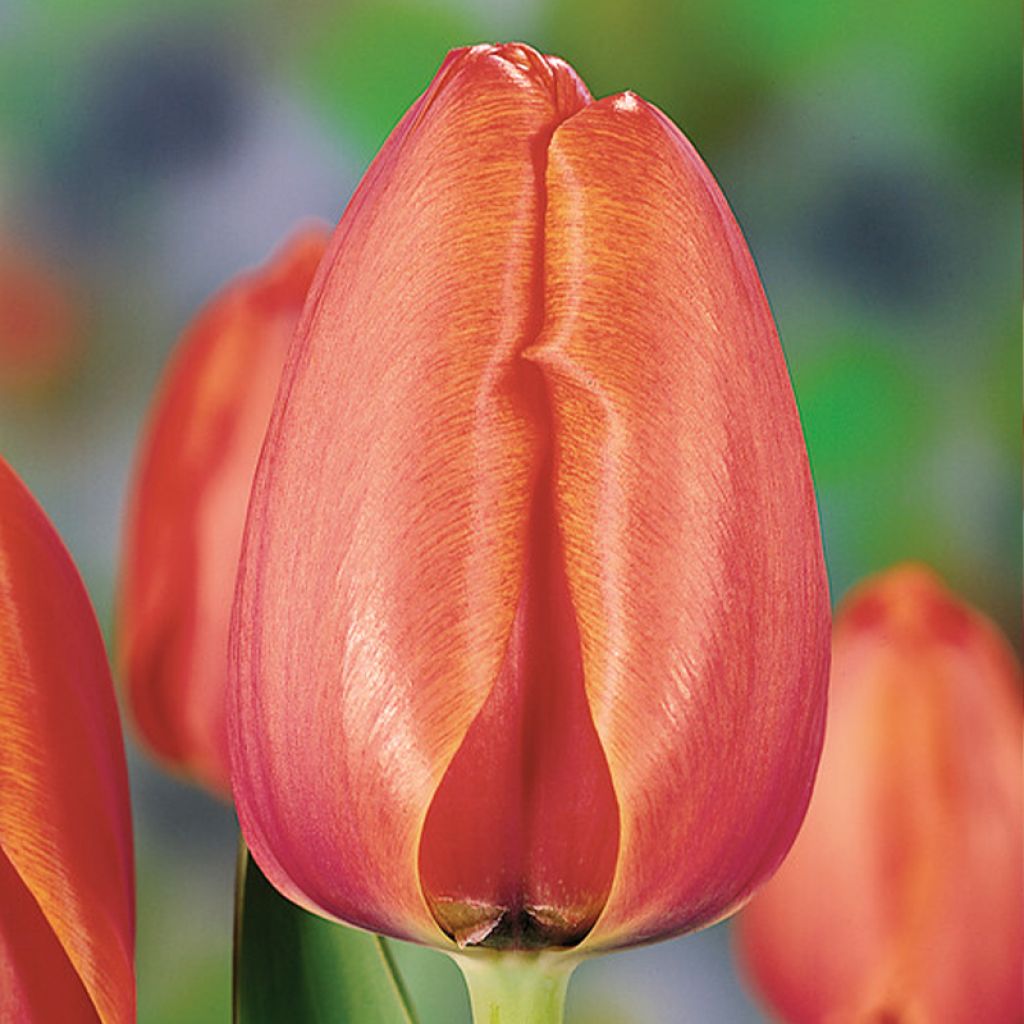 Tulipano Darwin Apricot Impression