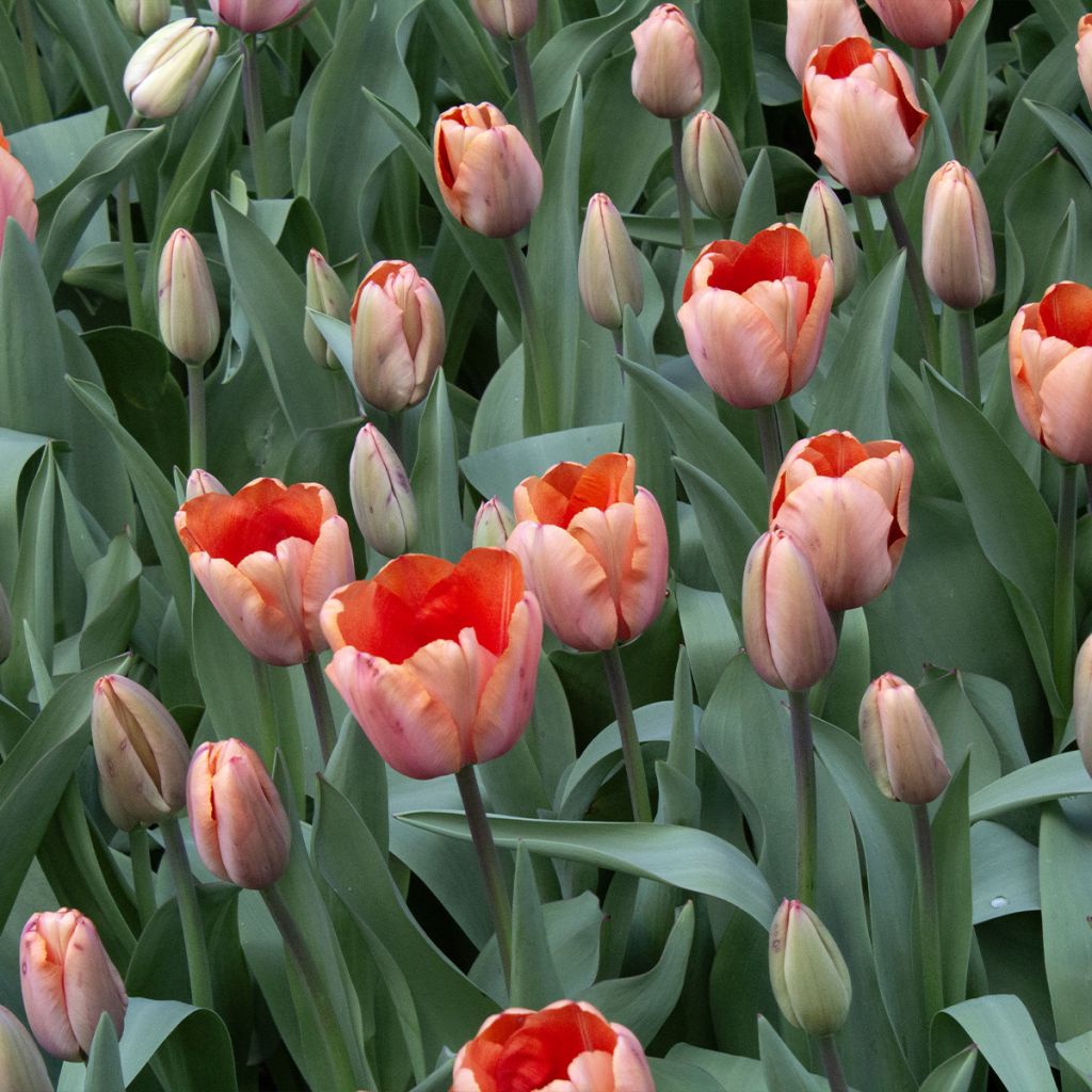 Tulipano Darwin Apricot Impression