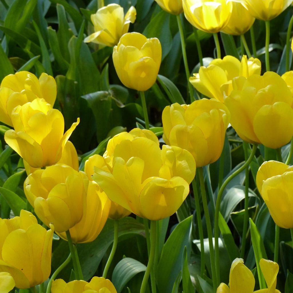 Tulipano Darwin Golden Apeldoorn