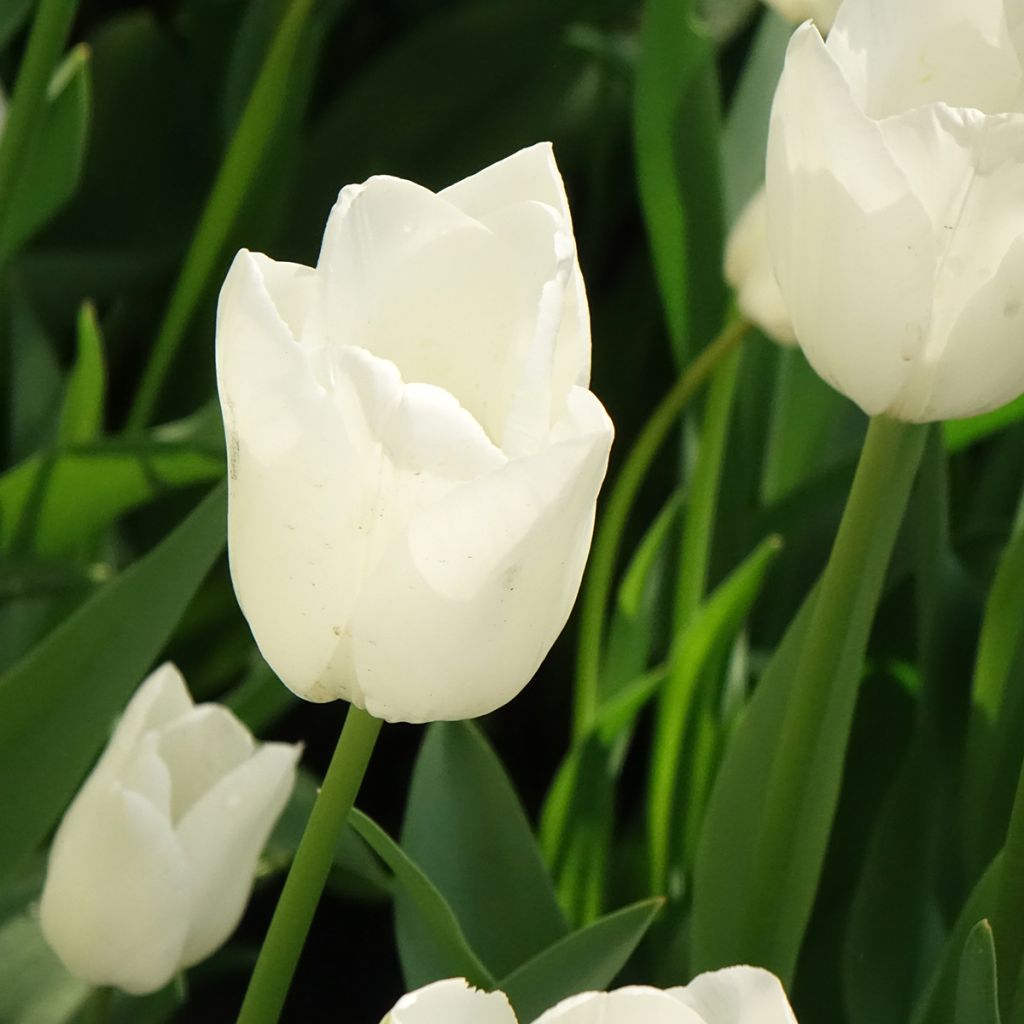 Tulipano Darwin Hakuun