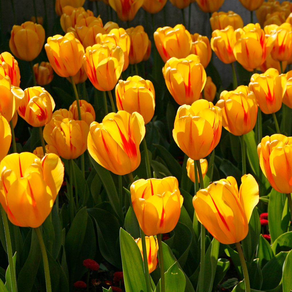 Tulipano Darwin Juliette