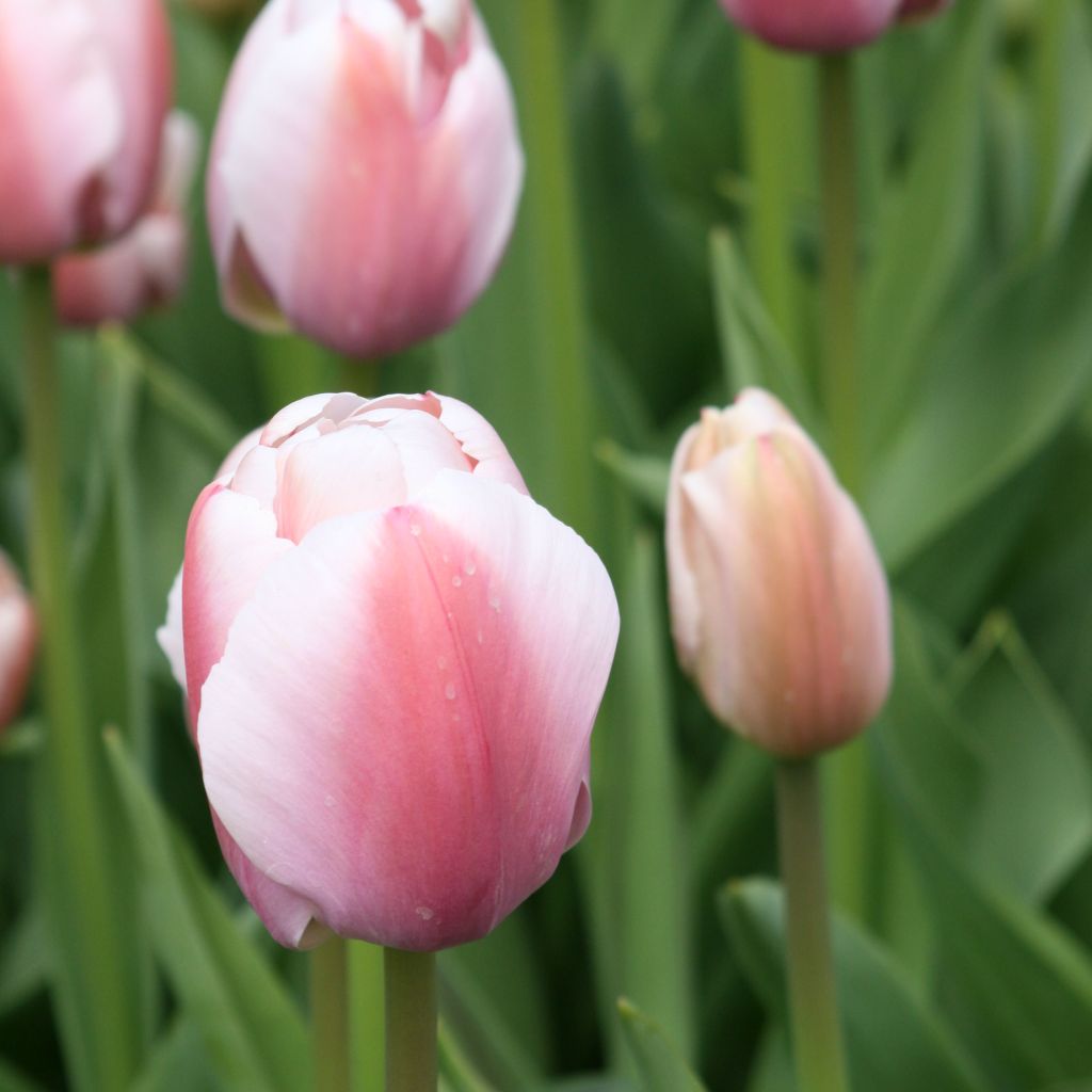 Tulipano Darwin Ollioules