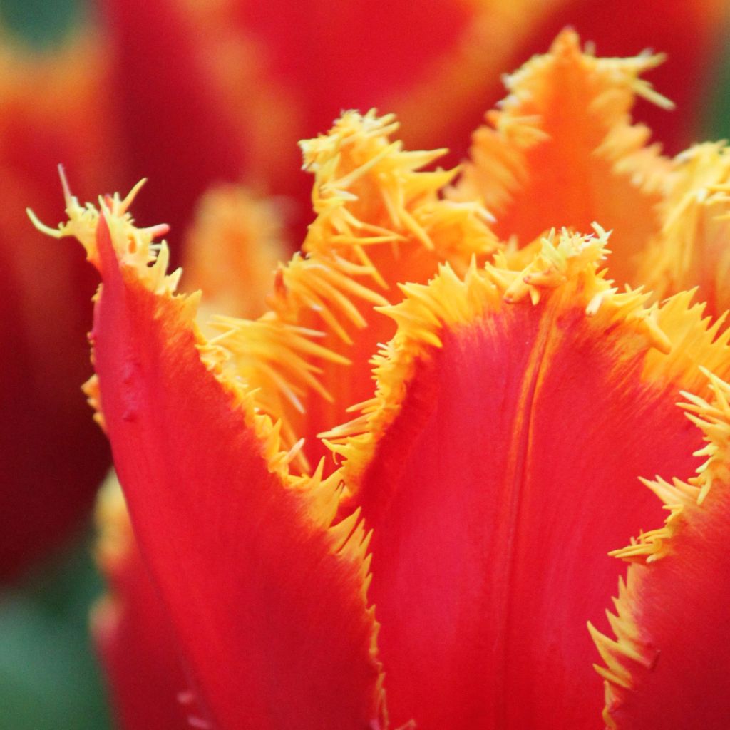 Tulipano sfrangiato Fabio