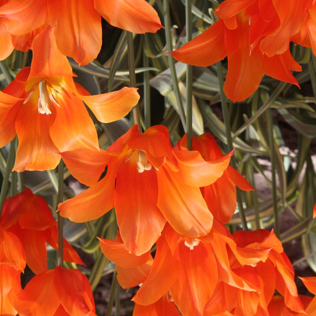 Tulipano Giglio Ballerina