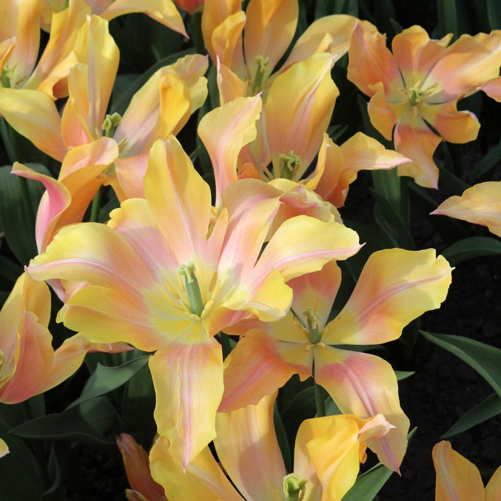 Tulipano Giglio Marianne