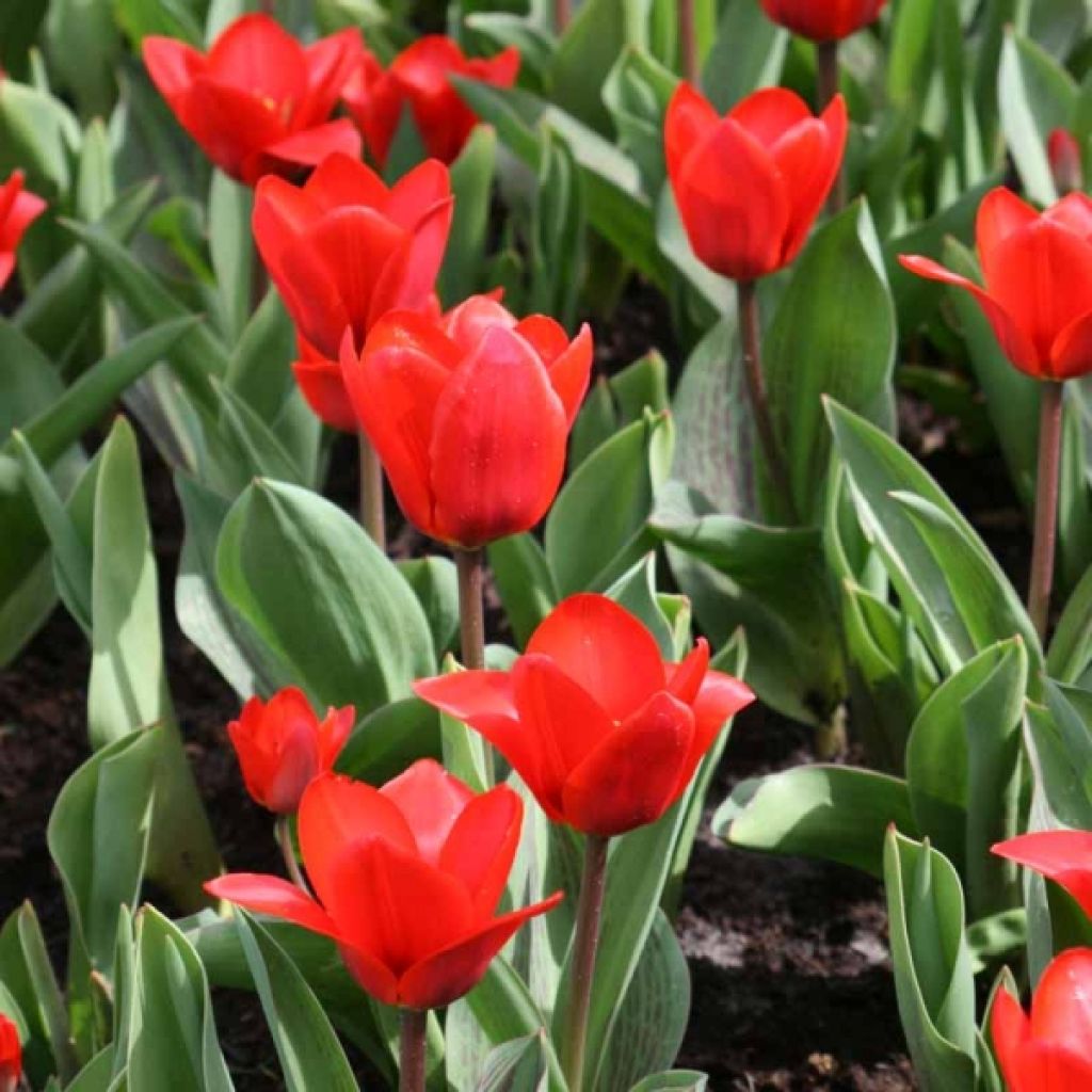 Tulipano kaufmanniana Showwinner