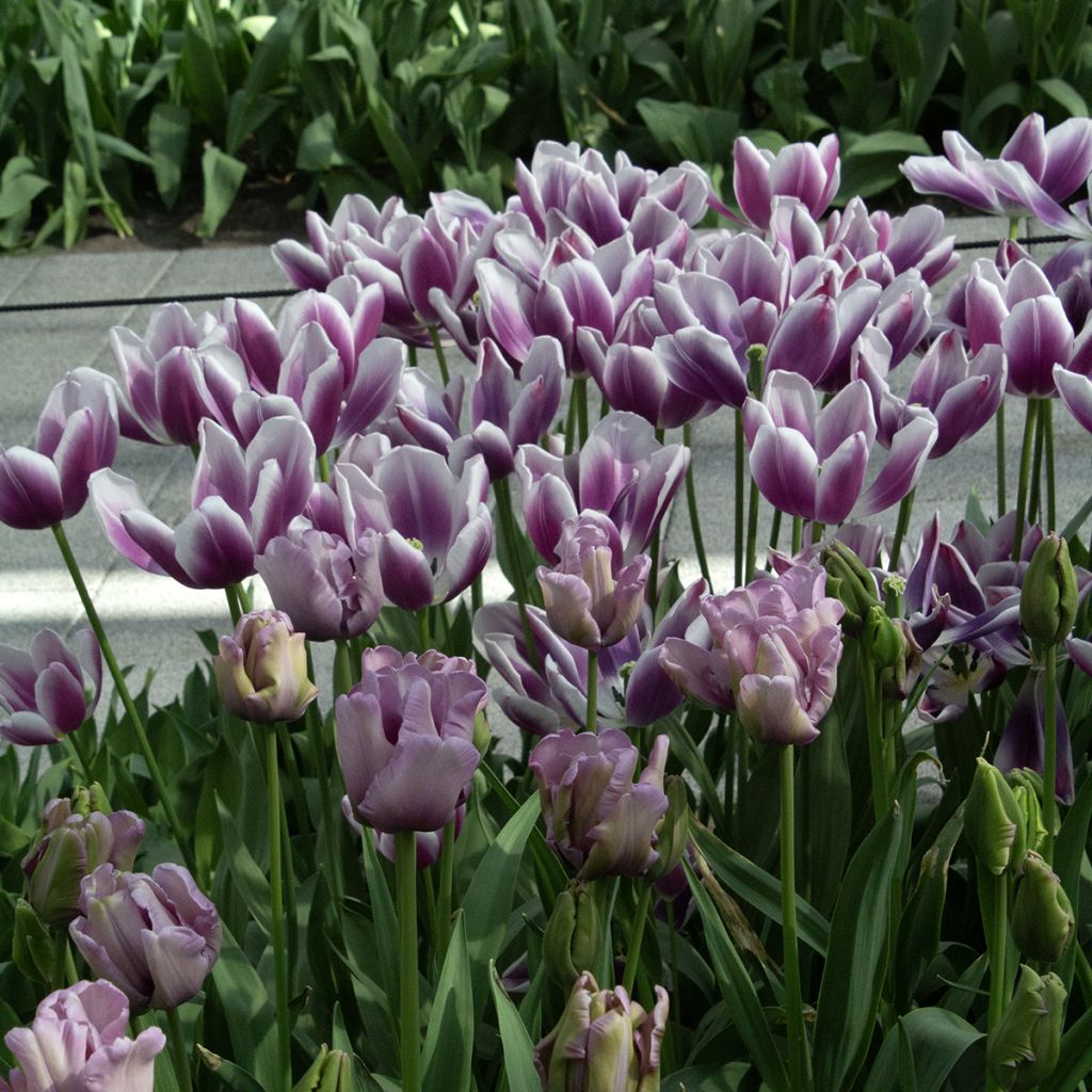 Tulipano Pappagallo James Last