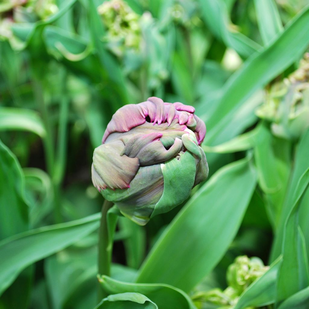Tulipano Pappagallo Negrita Parrot