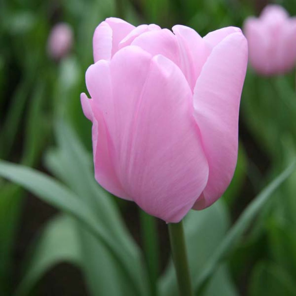 Tulipano Pink Diamond
