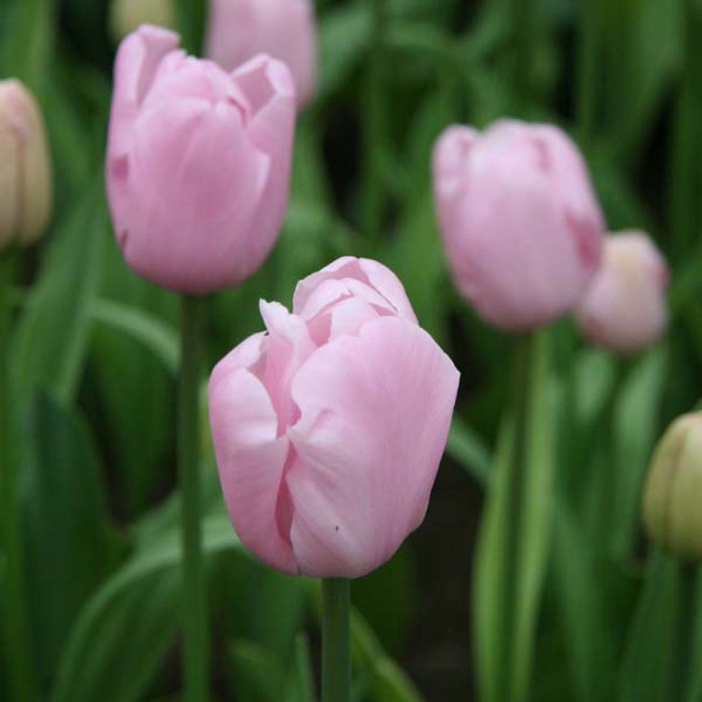 Tulipano Pink Diamond