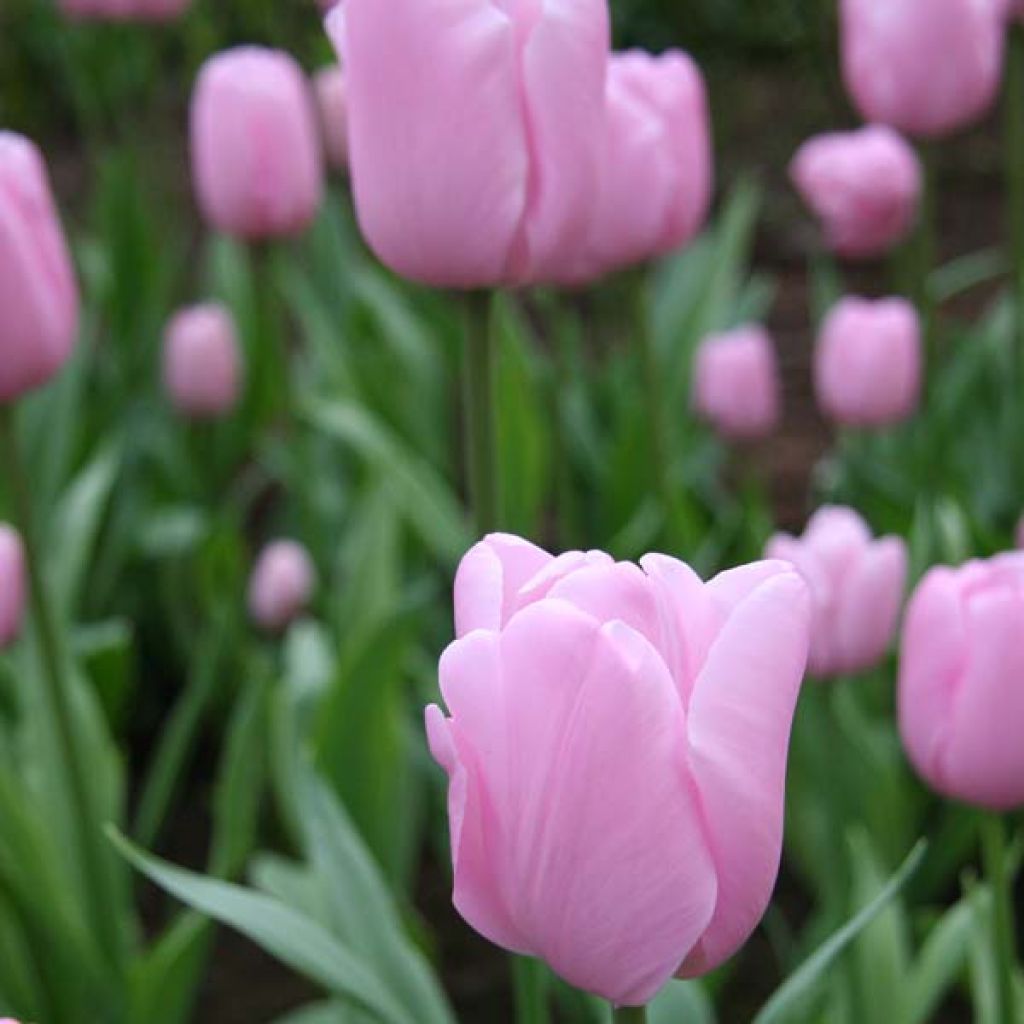 Tulipano Pink Diamond