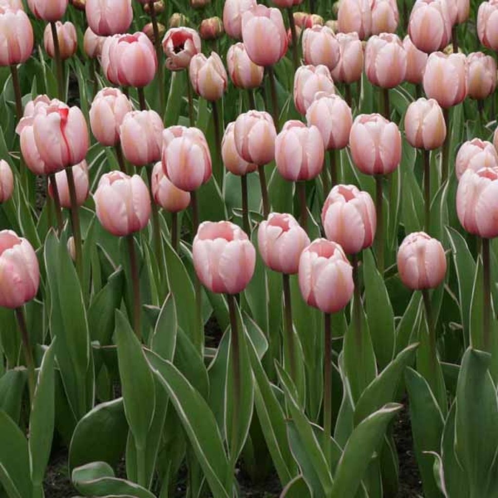 Tulipano Darwin Salmon Impression