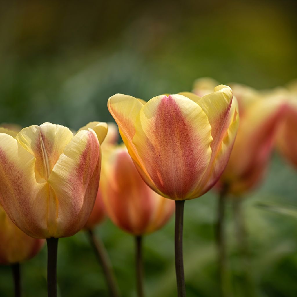 Tulipano Trionfo Apricot Foxx