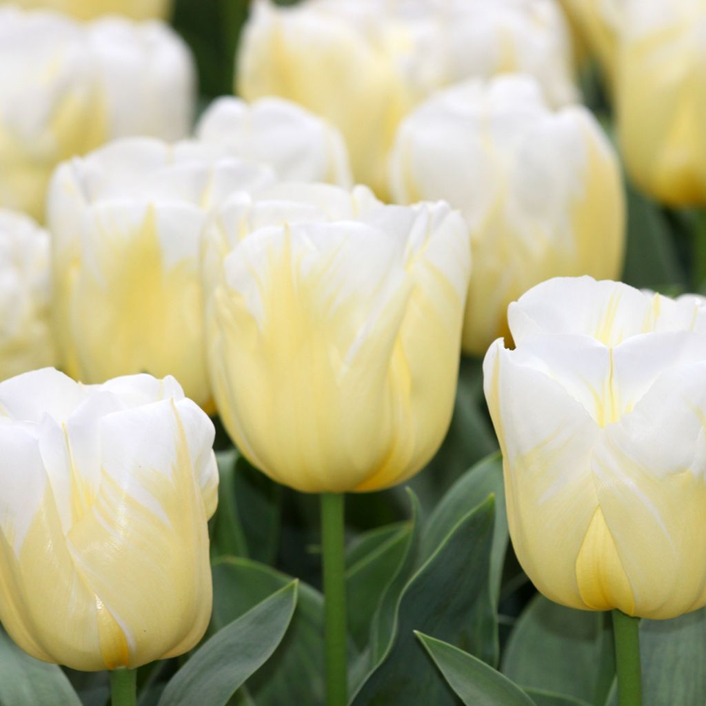 Tulipano Trionfo Calgary Flames