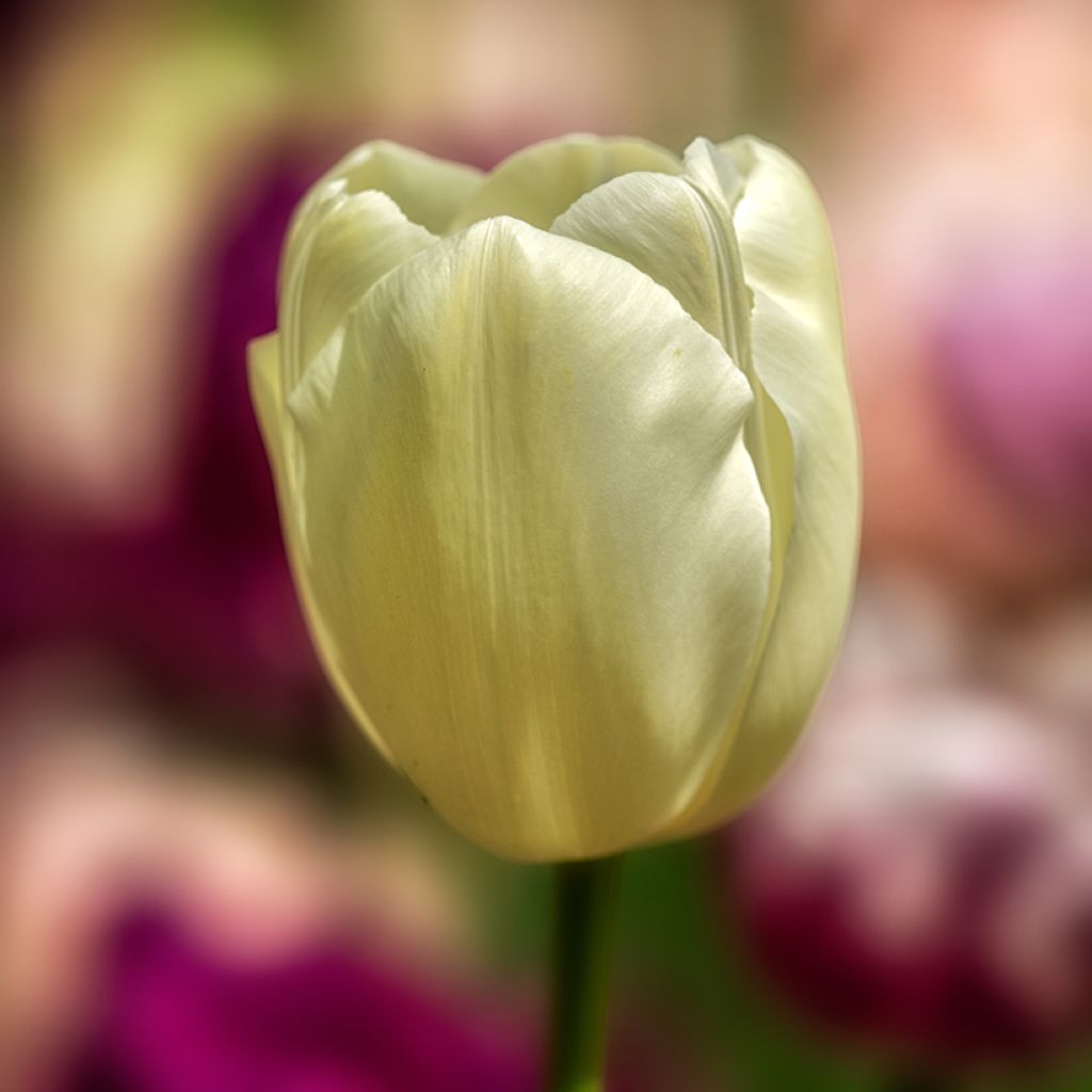 Tulipano Trionfo Creme Flag