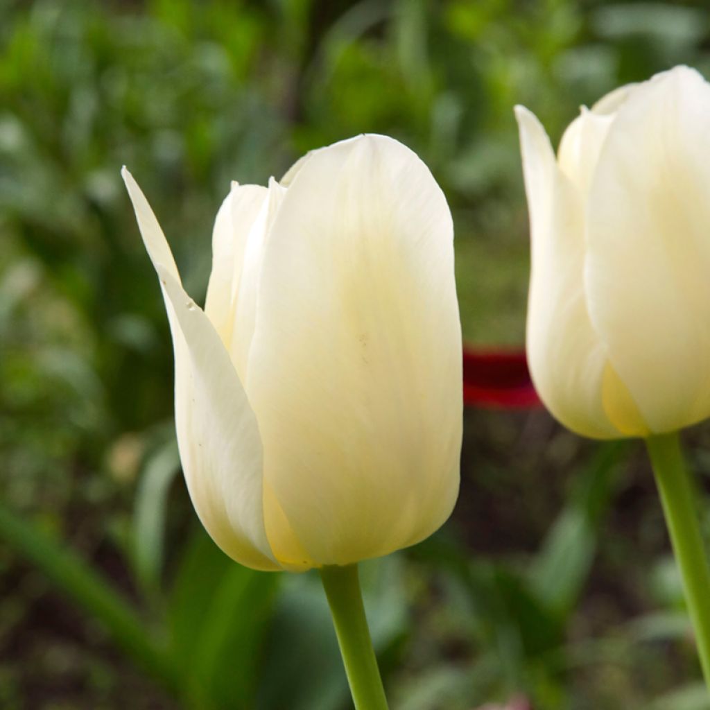 Tulipano Trionfo Creme Flag