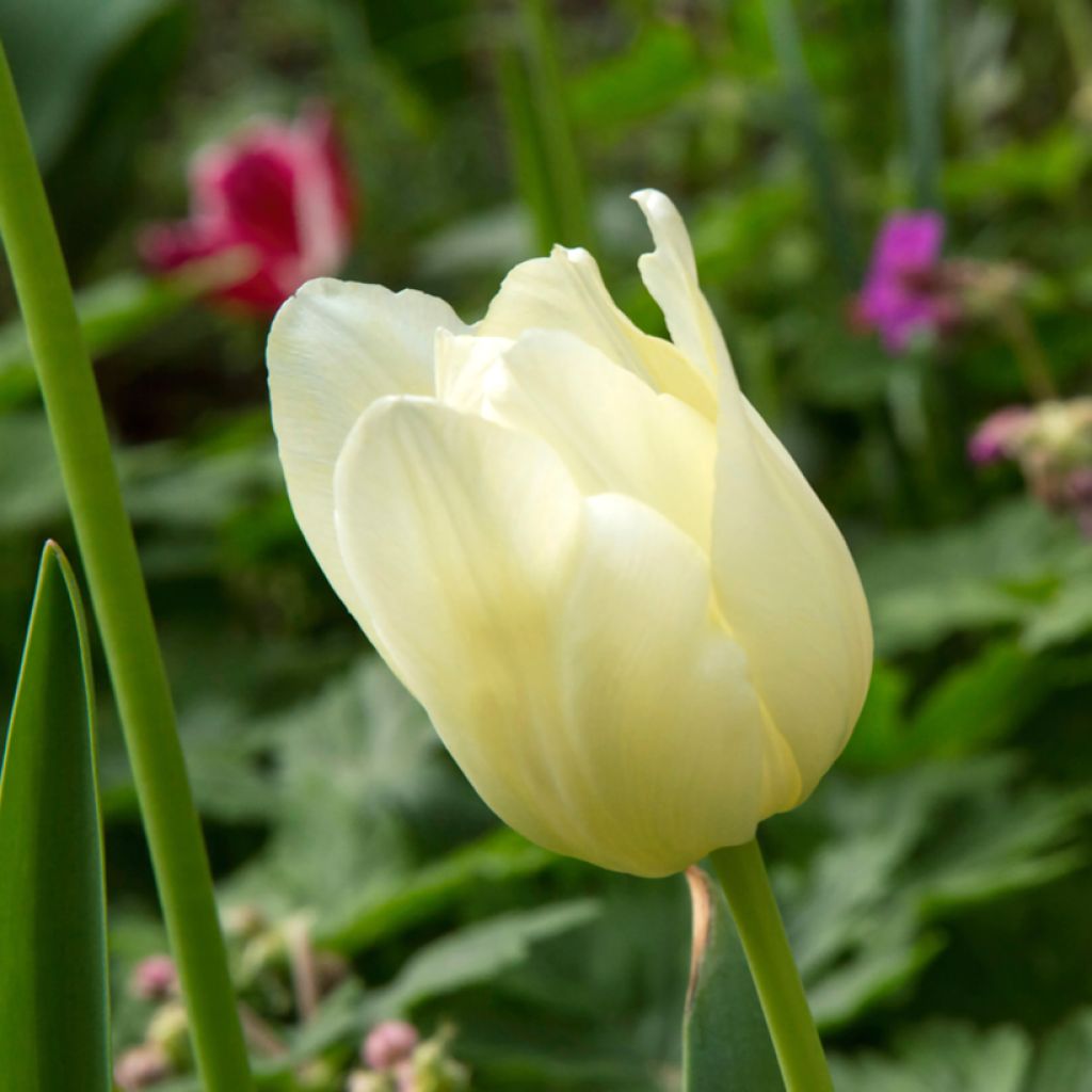 Tulipano Trionfo Creme Flag