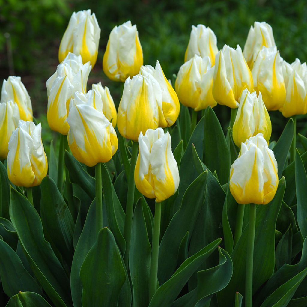 Tulipano Trionfo Flaming Agrass